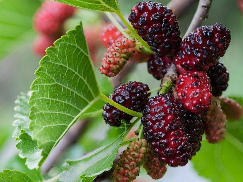 Шелковица купить саженцы из питомнике в Ухте