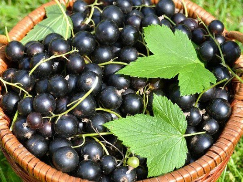 Смородина купить саженцы из питомника в Ухте