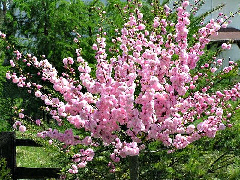 Миндаль купить саженцы из питомника в Ухте