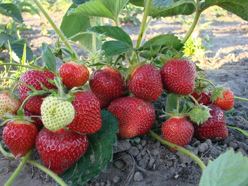 Клубника купить саженцы из питомника в Ухте