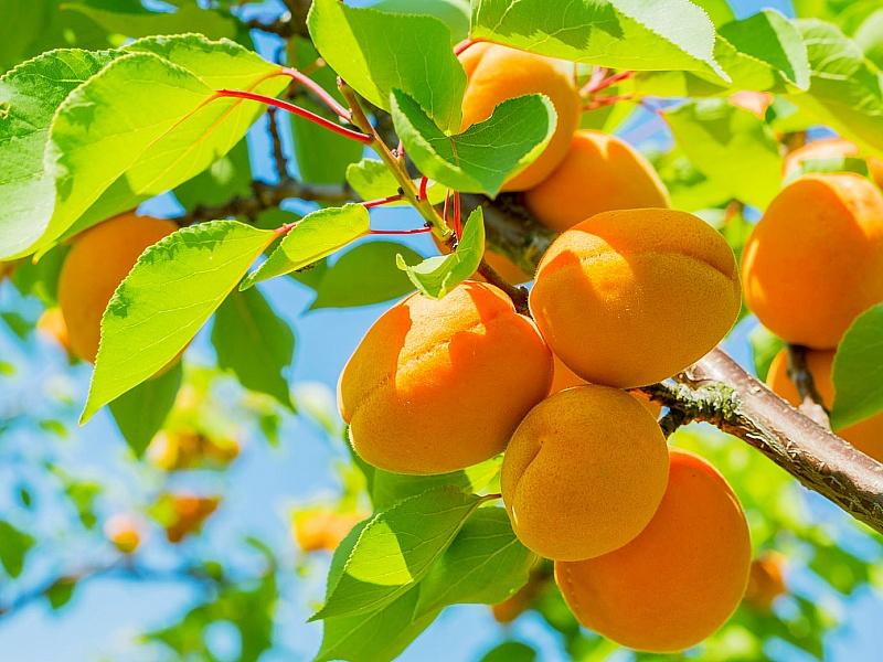 Абрикос купить саженцы из питомнике в Ухте