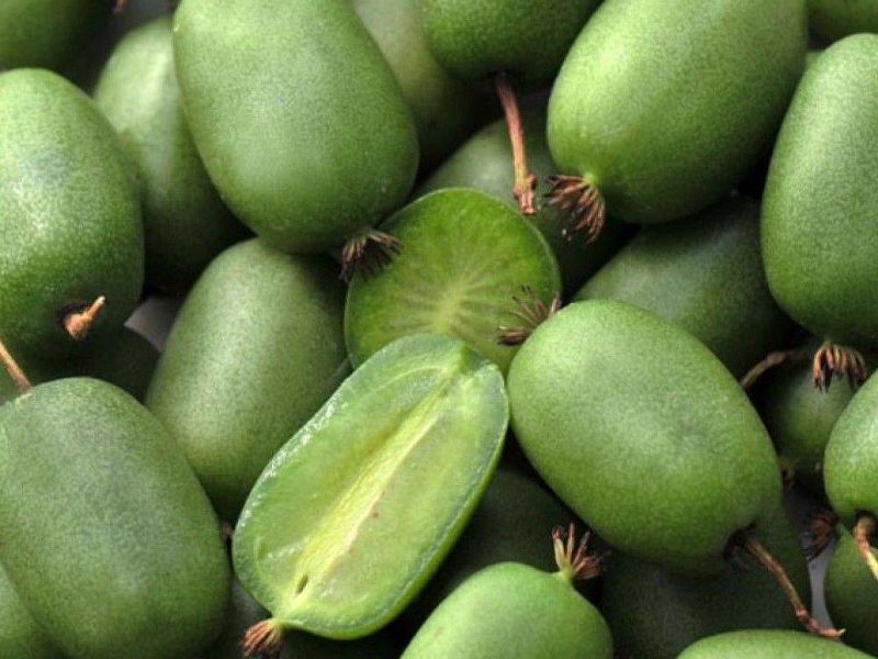 Актинидия купить саженцы из питомнике в Ухте