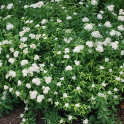 Спирея "АЛЬБИФЛОРА" (стакан Р9)