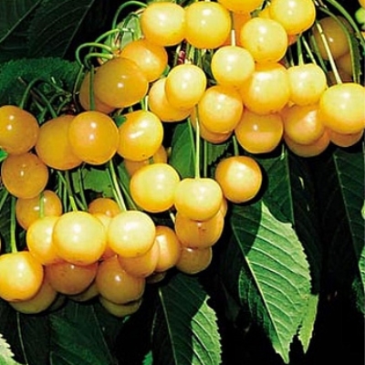Черешня "РОССОШАНСКАЯ ЗОЛОТАЯ"