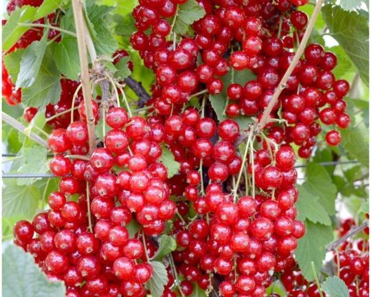 Смородина "ДЖОНКЕР ВАН ТЕС"